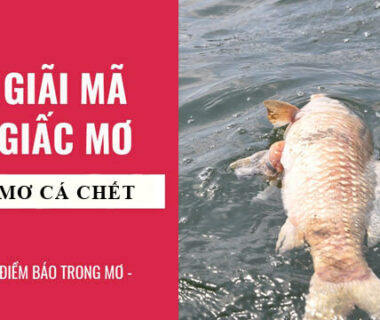 Mơ thấy cá chết là điềm báo gì trong tương lai?