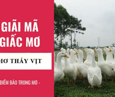 Mơ thấy vịt là điềm báo gì? Đánh con gì?